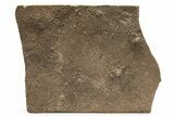 Cruziana (Fossil Trilobite Trackway) Plate - Morocco #256885-1